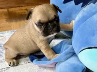 AKC Oakley, a male French Bulldog for sale in Ashburnham, MA – 9 of 9