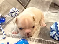 Truffle, a female French Bulldog for sale in Ashburnham, MA – 4 of 6