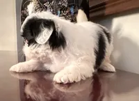 Mr.  Fletcher, a male Shih Tzu for sale in Ashburnham, MA – 2 of 6