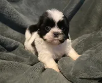 Lake, a female Shih Tzu for sale in Ashburnham, MA – 1 of 5