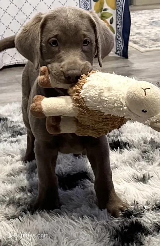 Star – Labrador Retriever puppy for sale in Ashburnham, MA