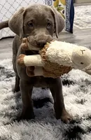Star, a female Labrador Retriever for sale in Ashburnham, MA – 2 of 2