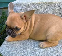 AKC Oakley, a male French Bulldog for sale in Ashburnham, MA – 6 of 6