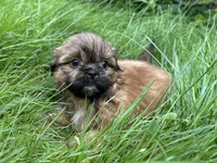 Jamie , a male Shih Tzu for sale in Ashburnham, MA – 4 of 6