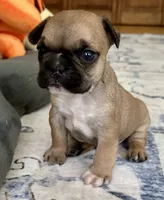 AKC Oakley, a male French Bulldog for sale in Ashburnham, MA – 6 of 9