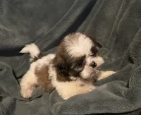 Lilo, a female Shih Tzu for sale in Ashburnham, MA – 4 of 6
