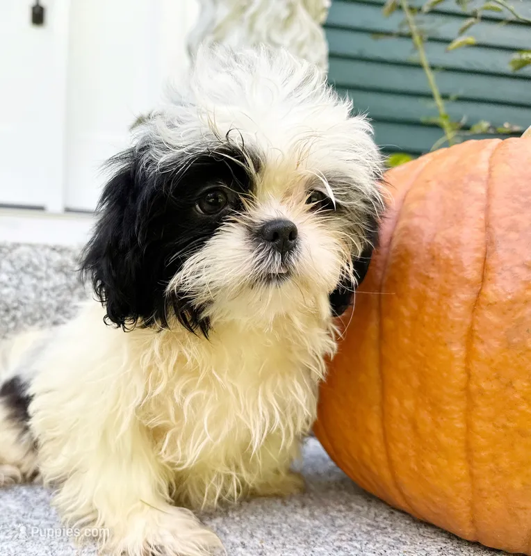 Coco – Shih Tzu puppy for sale in Ashburnham, MA