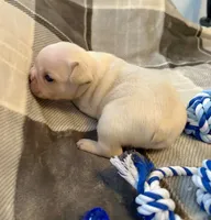 Cooper, a male French Bulldog for sale in Ashburnham, MA – 2 of 4