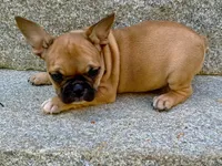 AKC Oakley, a male French Bulldog for sale in Ashburnham, MA – 3 of 6