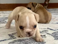 AKC Truffle, a female French Bulldog for sale in Ashburnham, MA – 1 of 9
