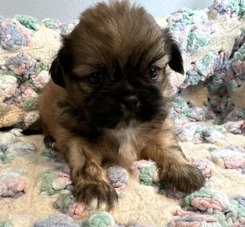 Jamie  – Shih Tzu puppy for sale in Ashburnham, MA