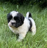 Benny, a male Shih Tzu for sale in Ashburnham, MA – 4 of 6