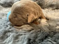 Koda, a female Labrador Retriever for sale in Ashburnham, MA – Photo 4 of 4