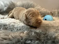 Koda, a female Labrador Retriever for sale in Ashburnham, MA – Photo 3 of 4