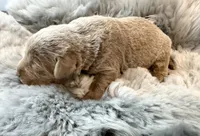 Koda, a female Labrador Retriever for sale in Ashburnham, MA – Photo 2 of 4