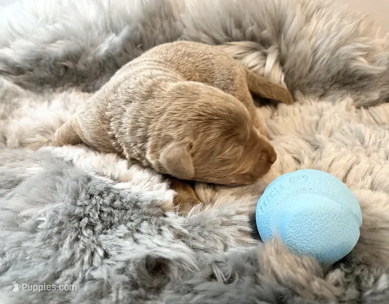 Koda – Labrador Retriever puppy for sale in Ashburnham, MA