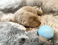 Koda, a female Labrador Retriever for sale in Ashburnham, MA – Photo 1 of 4