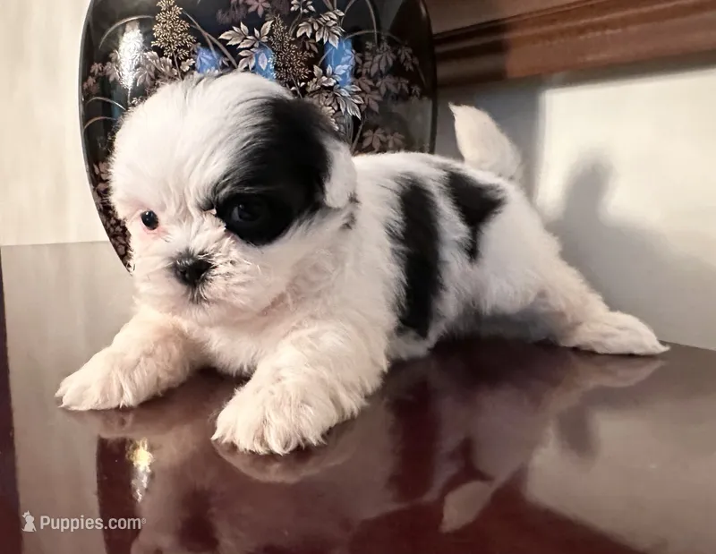 Mr.  Fletcher – Shih Tzu puppy for sale in Ashburnham, MA