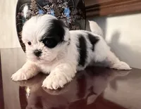 Mr.  Fletcher, a male Shih Tzu for sale in Ashburnham, MA – 4 of 6