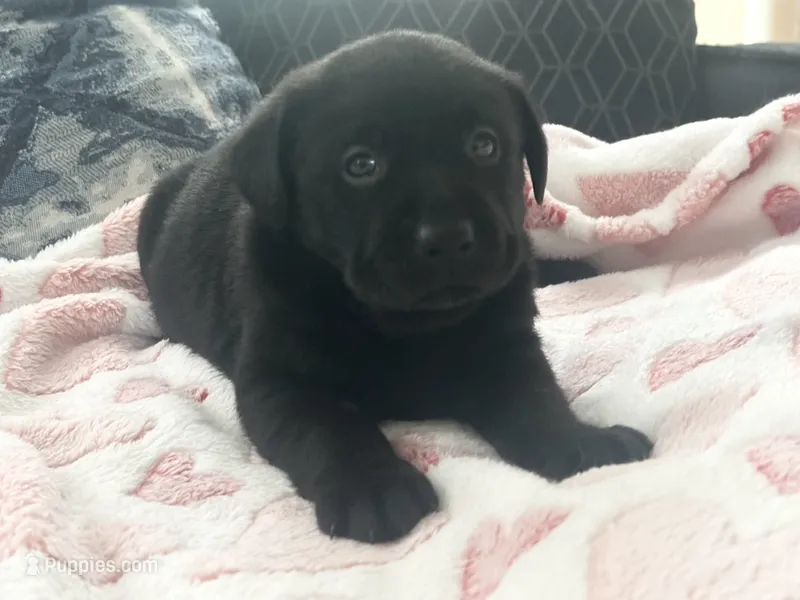Phoebe  – Labrador Retriever puppy for sale in Ashburnham, MA