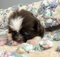 Jiffy, a male Shih Tzu for sale in Ashburnham, MA – 3 of 5