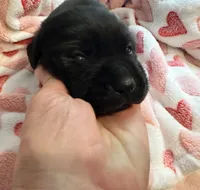 Phoebe , a female Labrador Retriever for sale in Ashburnham, MA – 1 of 2