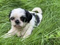 Duke, a male Shih Tzu for sale in Ashburnham, MA – 3 of 4