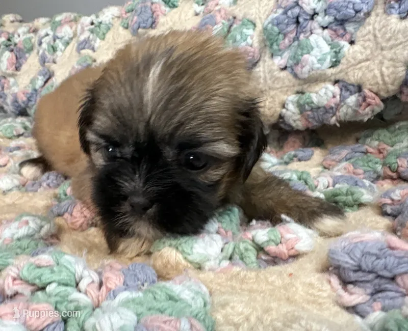 Bree – Shih Tzu puppy for sale in Ashburnham, MA