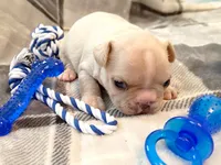 Truffle, a female French Bulldog for sale in Ashburnham, MA – 6 of 6