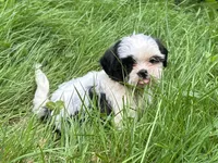 Coco, a female Shih Tzu for sale in Ashburnham, MA – 5 of 8