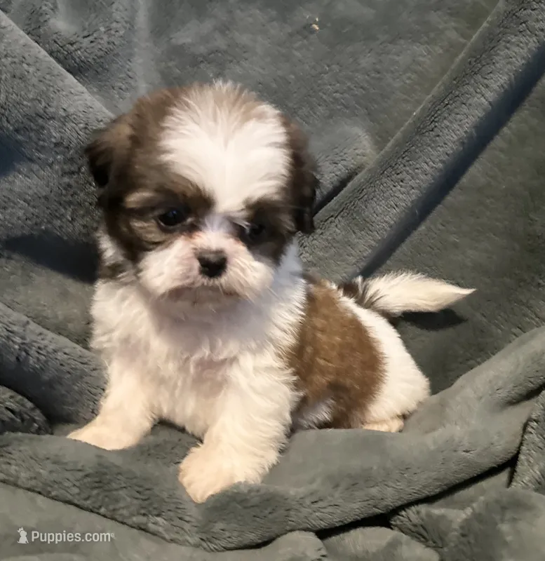 Lilo – Shih Tzu puppy for sale in Ashburnham, MA