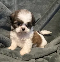Lilo, a female Shih Tzu for sale in Ashburnham, MA – 1 of 6