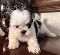 Mr.  Fletcher, a male Shih Tzu for sale in Ashburnham, MA – 6 of 6