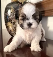 Mr Huggable , a male Shih Tzu for sale in Ashburnham, MA – 3 of 7
