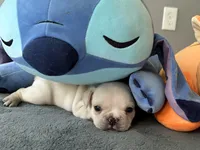 AKC Cooper, a male French Bulldog for sale in Ashburnham, MA – 3 of 7