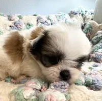 Clair, a female Shih Tzu for sale in Ashburnham, MA – 2 of 5