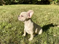 AKC Cooper, a male French Bulldog for sale in Ashburnham, MA – 5 of 7
