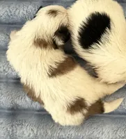 Kayla, a female Shih Tzu for sale in Ashburnham, MA – 2 of 2