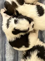 Luke, a male Shih Tzu for sale in Ashburnham, MA – 2 of 2