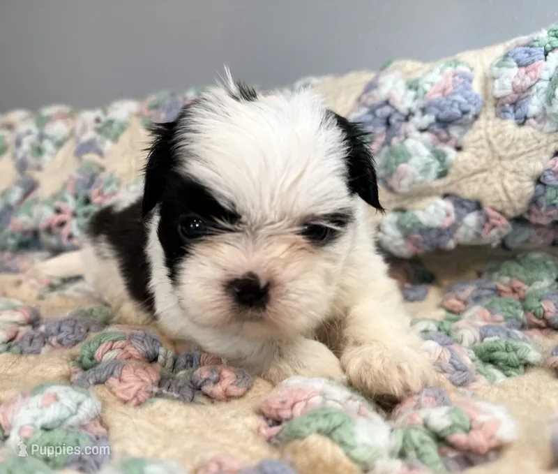 Daisy  – Shih Tzu puppy for sale in Ashburnham, MA