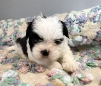 Daisy , a female Shih Tzu for sale in Ashburnham, MA – 1 of 4