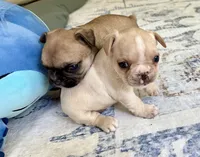 AKC Truffle, a female French Bulldog for sale in Ashburnham, MA – 8 of 9