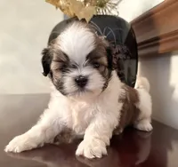Mr Huggable , a male Shih Tzu for sale in Ashburnham, MA – 6 of 7
