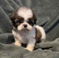 Lilo, a female Shih Tzu for sale in Ashburnham, MA – 5 of 6