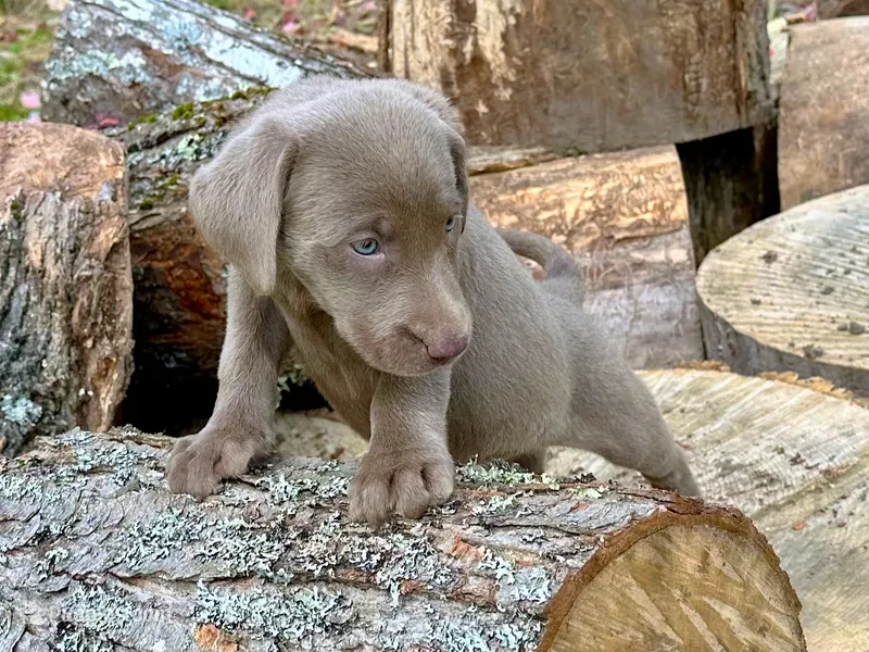 Ellie – Labrador Retriever puppy for sale in Ashburnham, MA