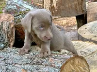 Ellie, a female Labrador Retriever for sale in Ashburnham, MA – 1 of 2