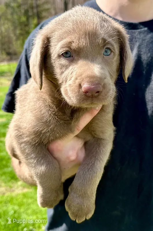 Thor  – Labrador Retriever puppy for sale in Ashburnham, MA