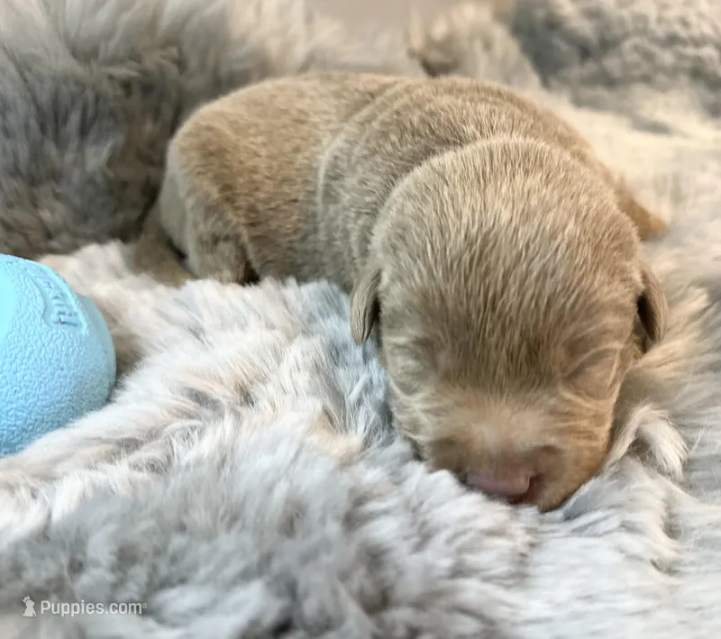 Thor  – Labrador Retriever puppy for sale in Ashburnham, MA