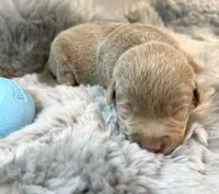 Thor , a male Labrador Retriever for sale in Ashburnham, MA – Photo 1 of 3