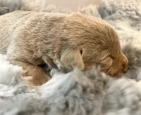 Thor , a male Labrador Retriever for sale in Ashburnham, MA – Photo 2 of 3